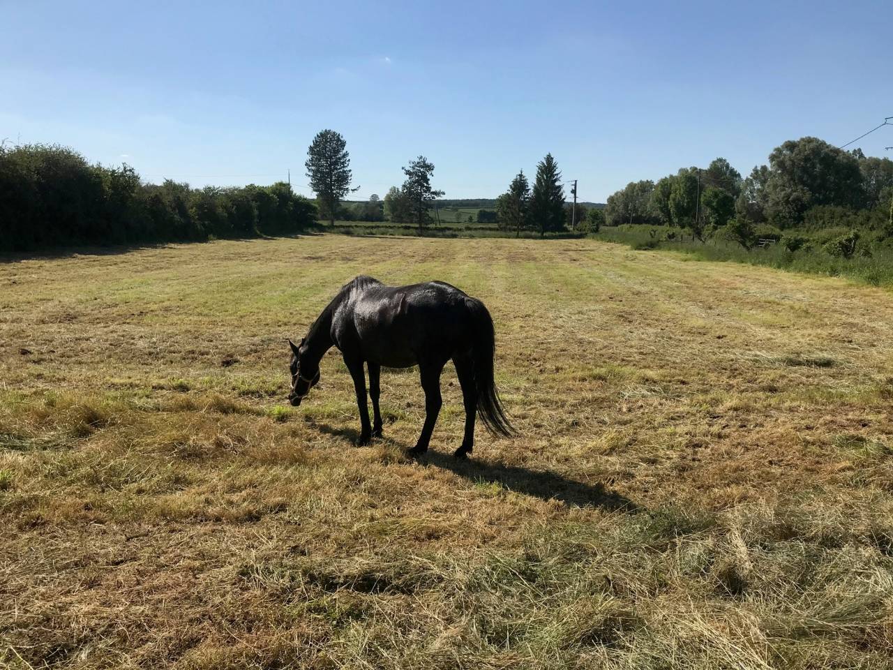 Gelding AQPS Free 2006 Dark Bay