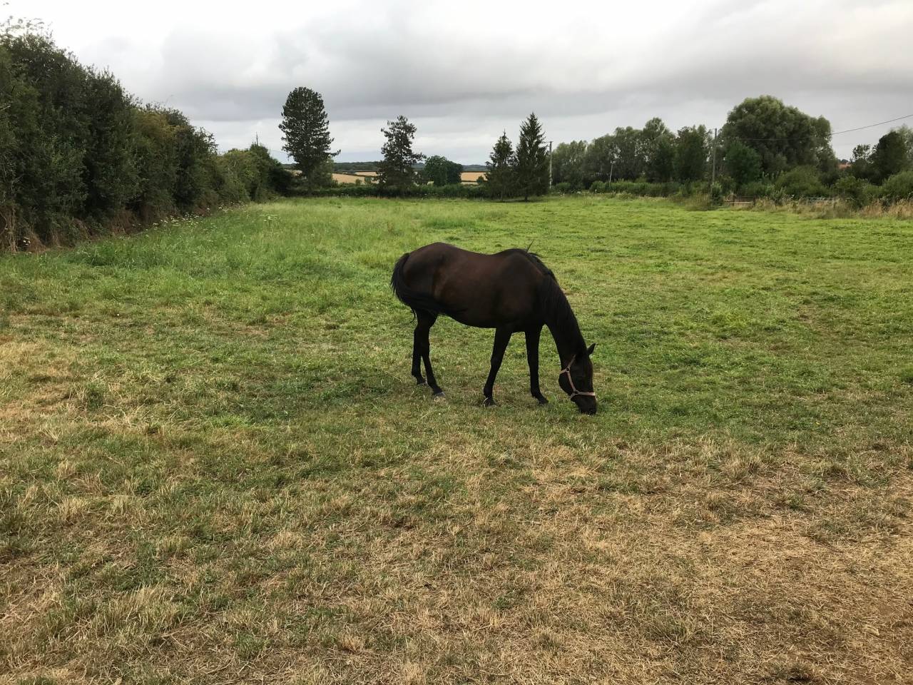 Gelding AQPS Free 2006 Dark Bay
