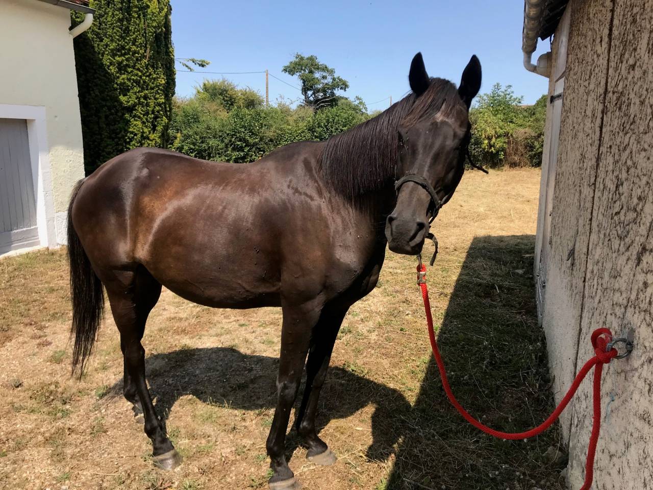 Gelding AQPS Free 2006 Dark Bay