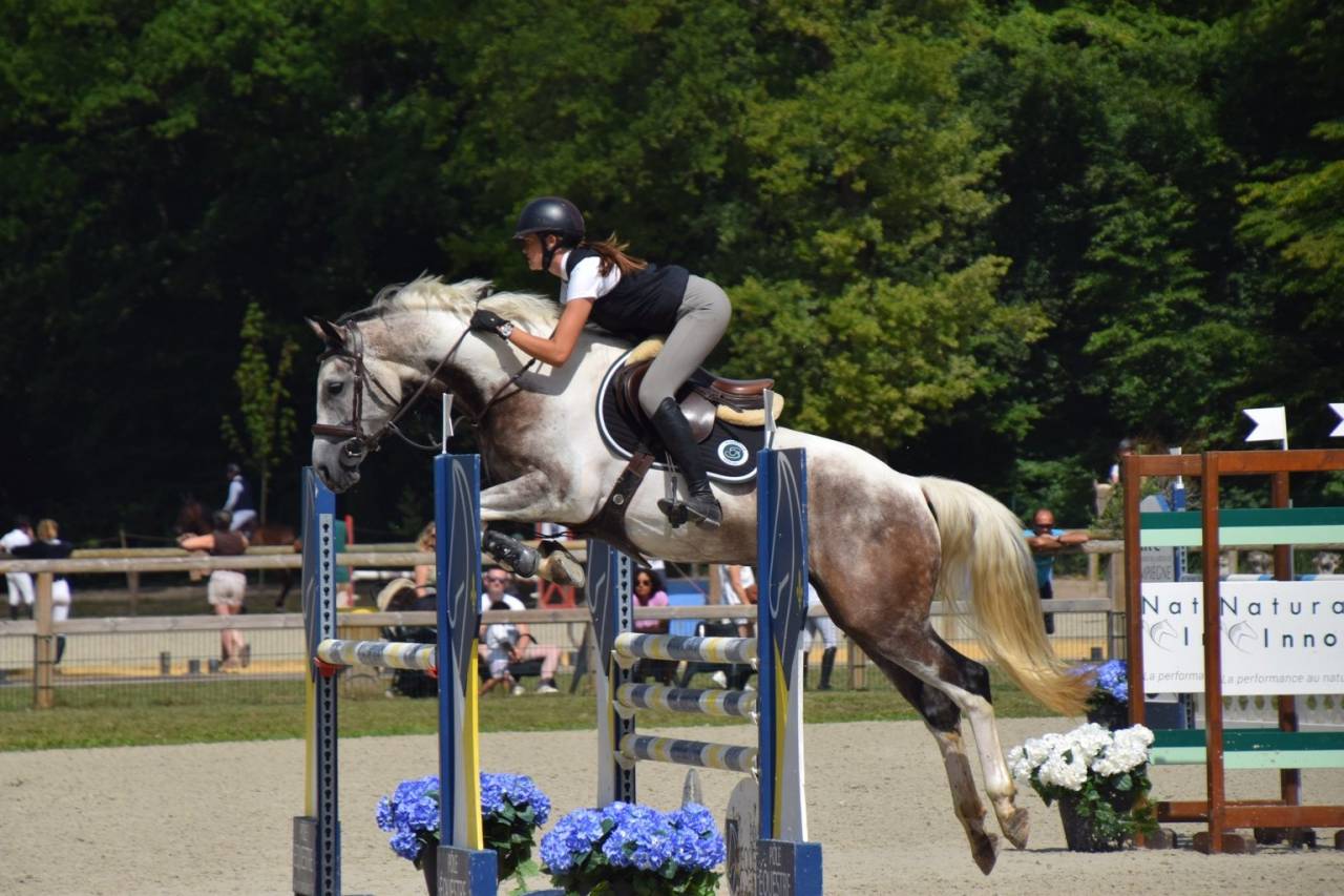 Gelding Selle Fran&ccedil;ais For sale 2018 Coloured