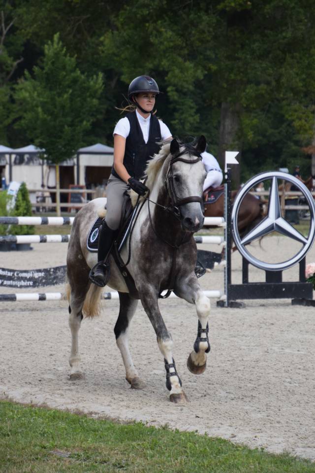Gelding Selle Fran&ccedil;ais For sale 2018 Coloured