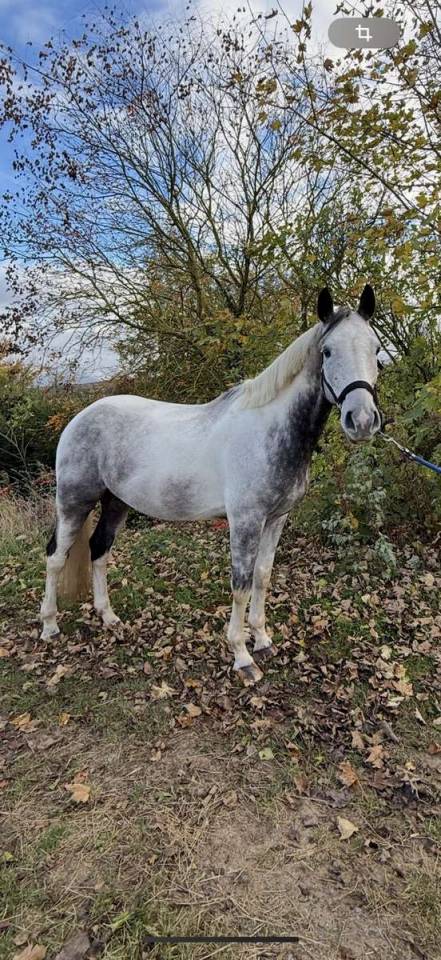 Gelding Selle Fran&ccedil;ais For sale 2018 Coloured