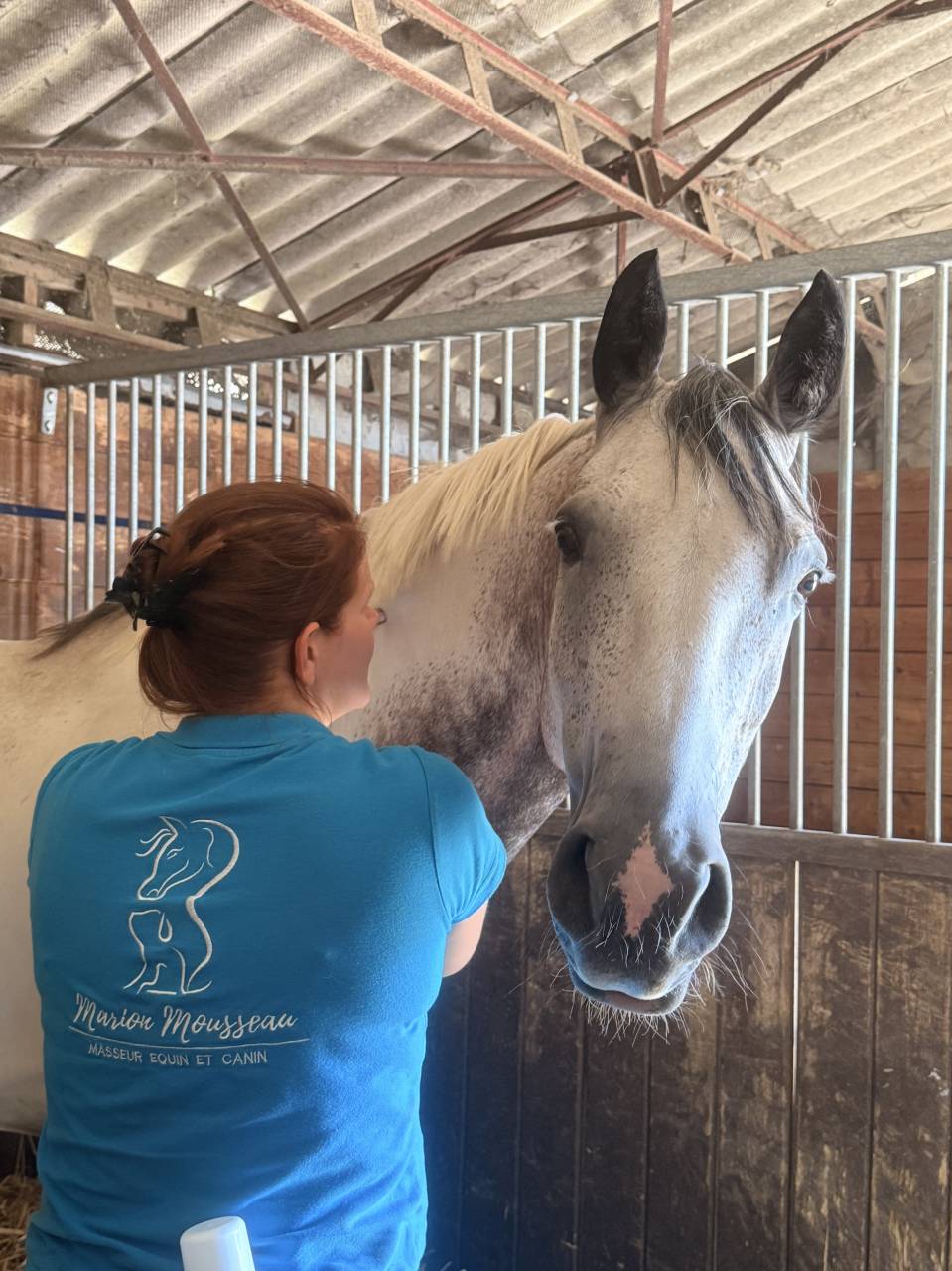 Gelding Selle Fran&ccedil;ais For sale 2018 Coloured