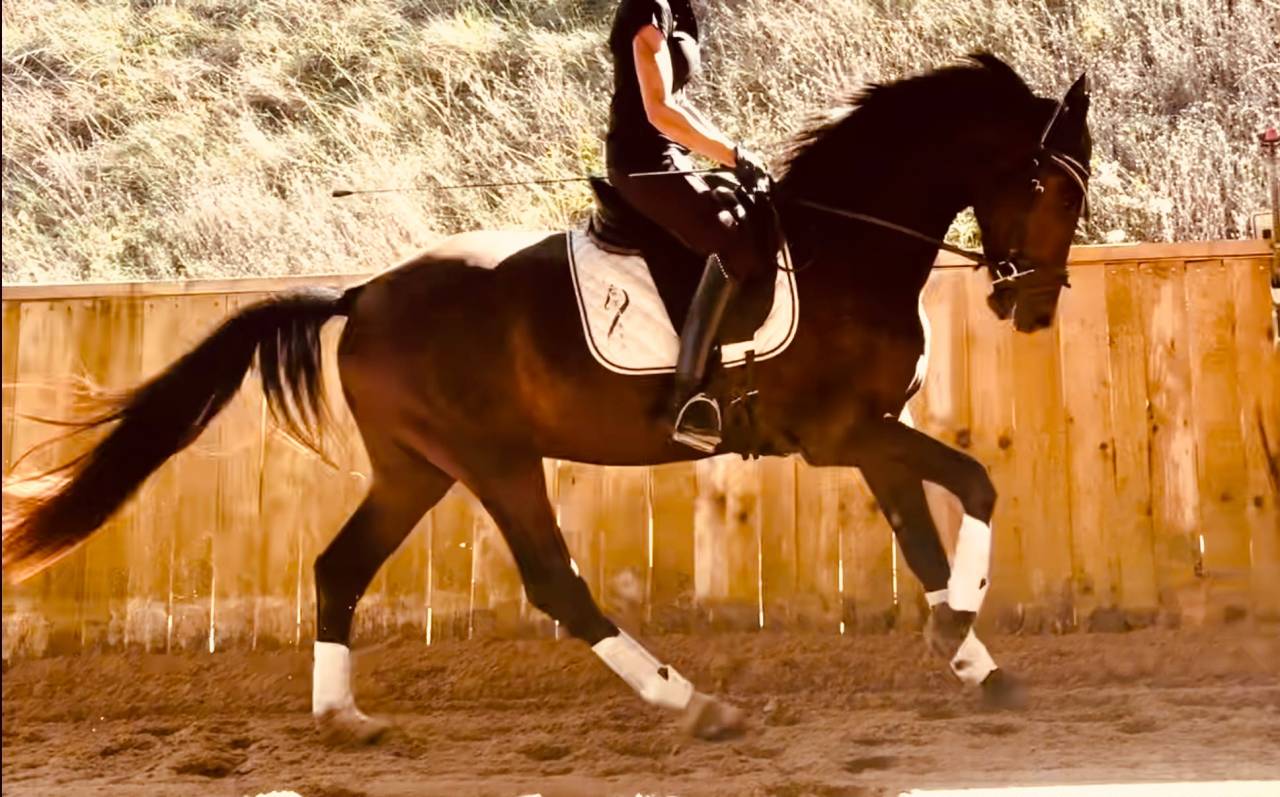 Gelding KWPN Dutch Warmblood For sale 2023 Dark Bay