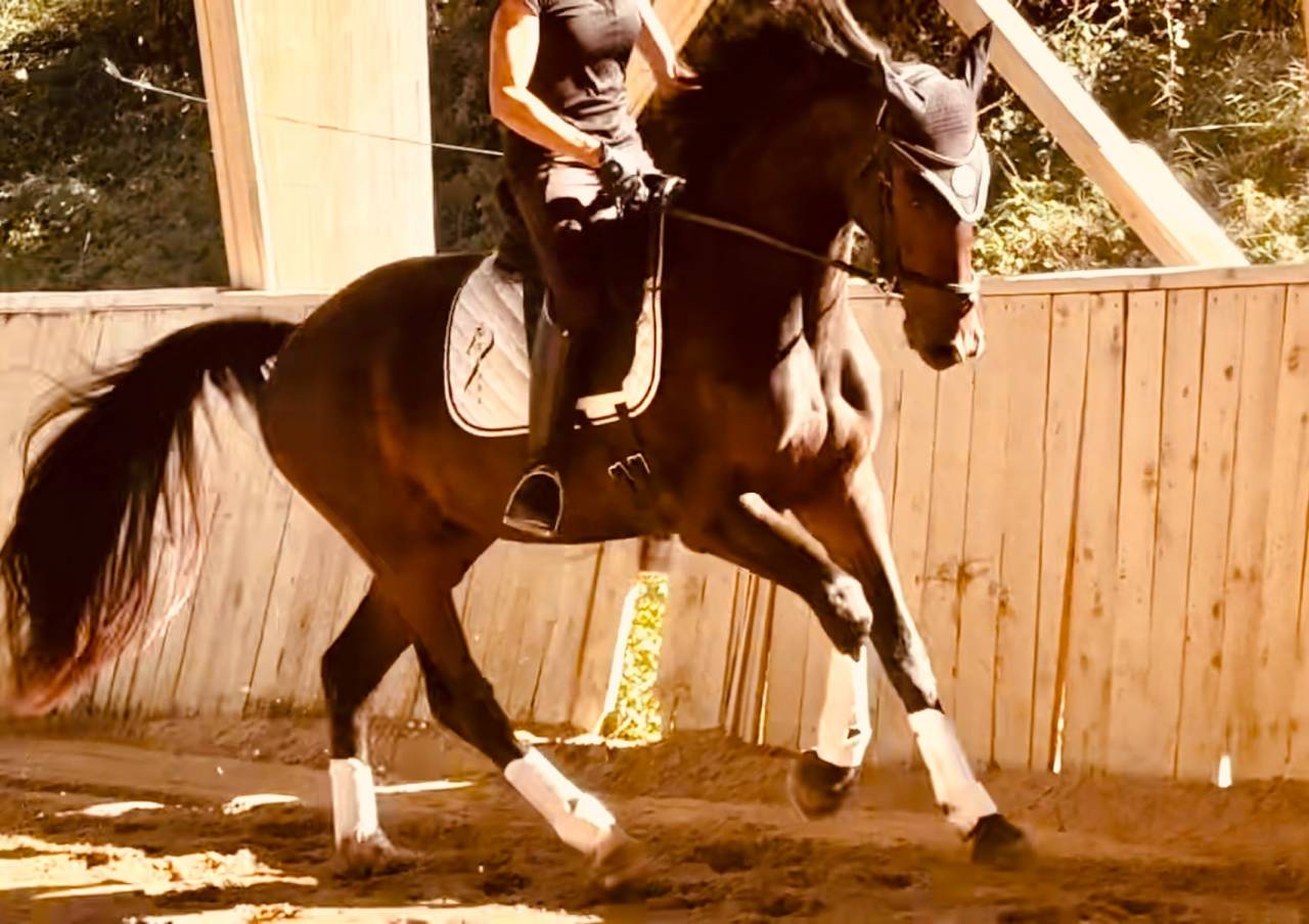 Gelding KWPN Dutch Warmblood For sale 2023 Dark Bay