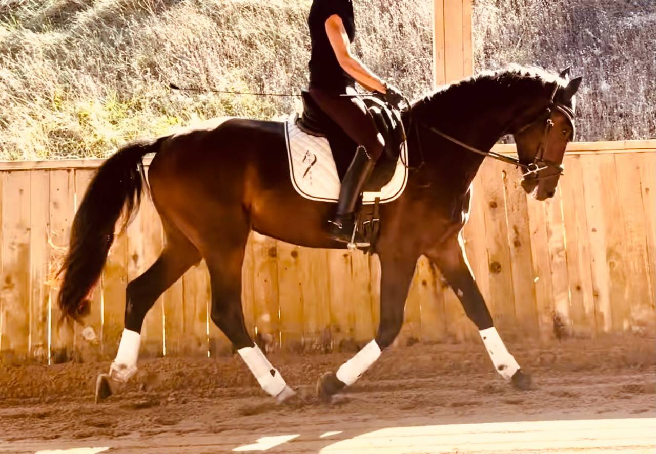 Gelding KWPN Dutch Warmblood For sale 2023 Dark Bay