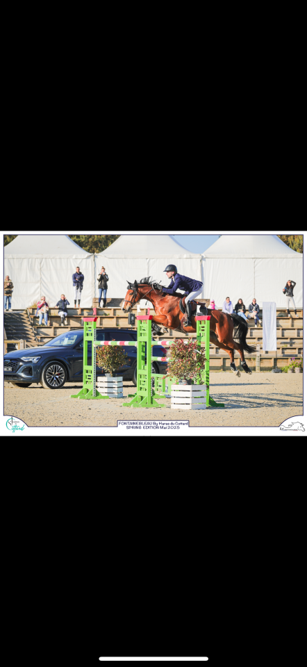 Gelding Selle Fran&ccedil;ais For sale 2016 Bay