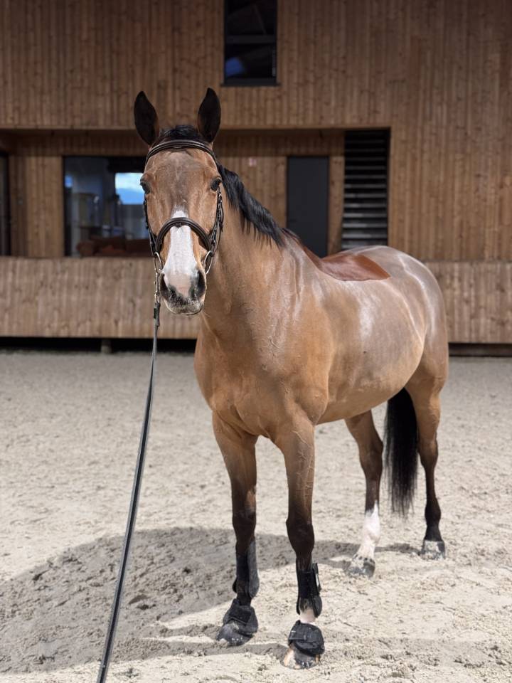 Gelding Selle Fran&ccedil;ais For sale 2016 Bay