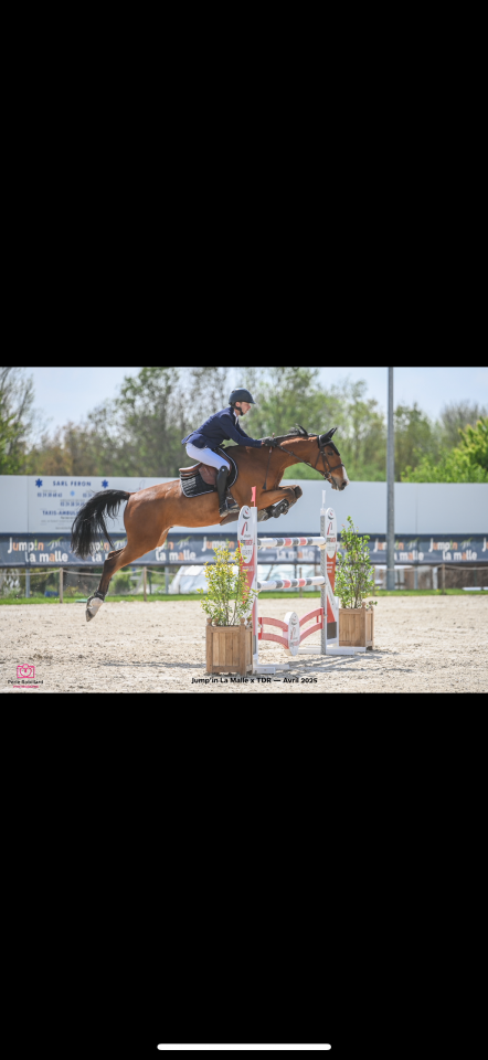 Gelding Selle Fran&ccedil;ais For sale 2016 Bay