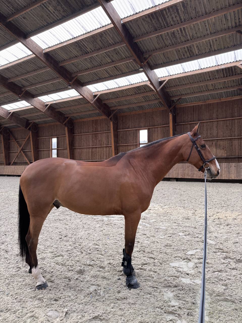 Gelding Selle Fran&ccedil;ais For sale 2016 Bay