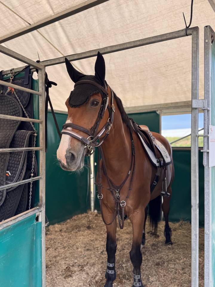 Gelding Selle Fran&ccedil;ais For sale 2016 Bay