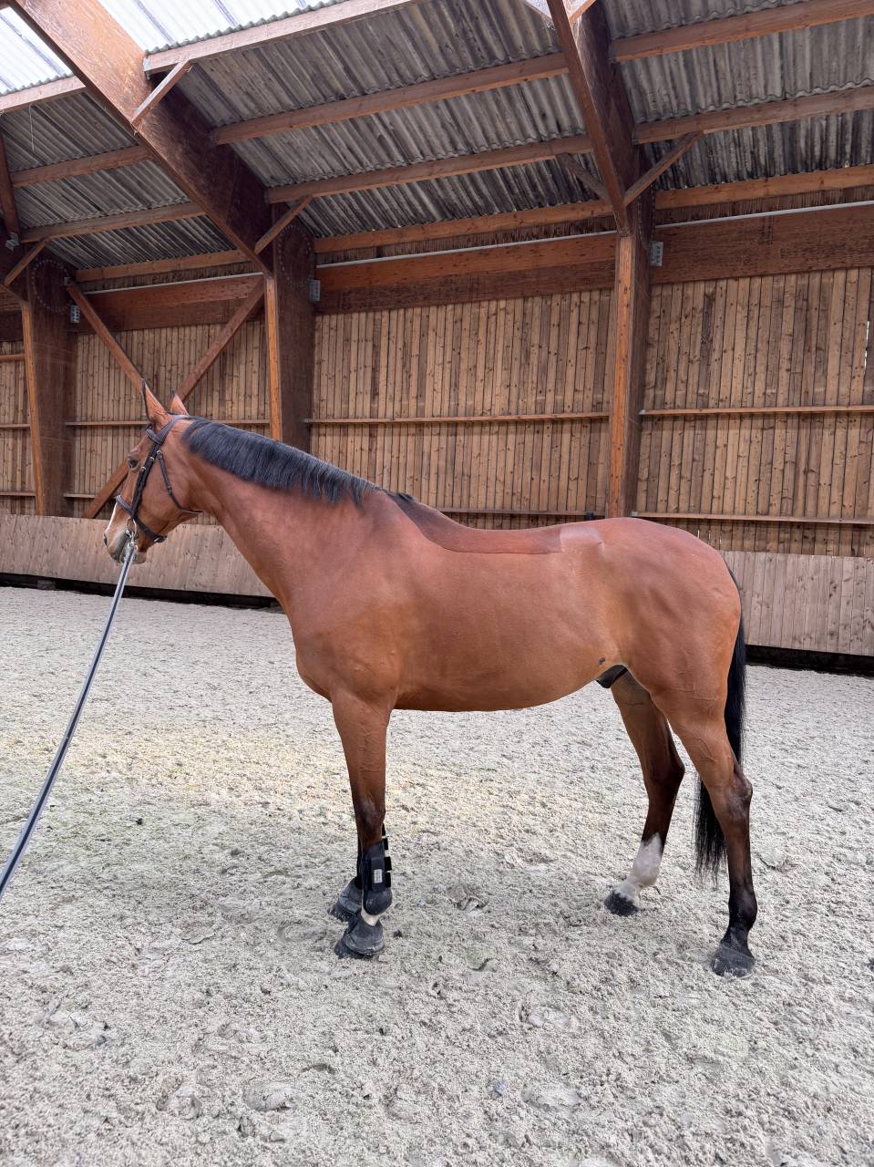 Gelding Selle Fran&ccedil;ais For sale 2016 Bay
