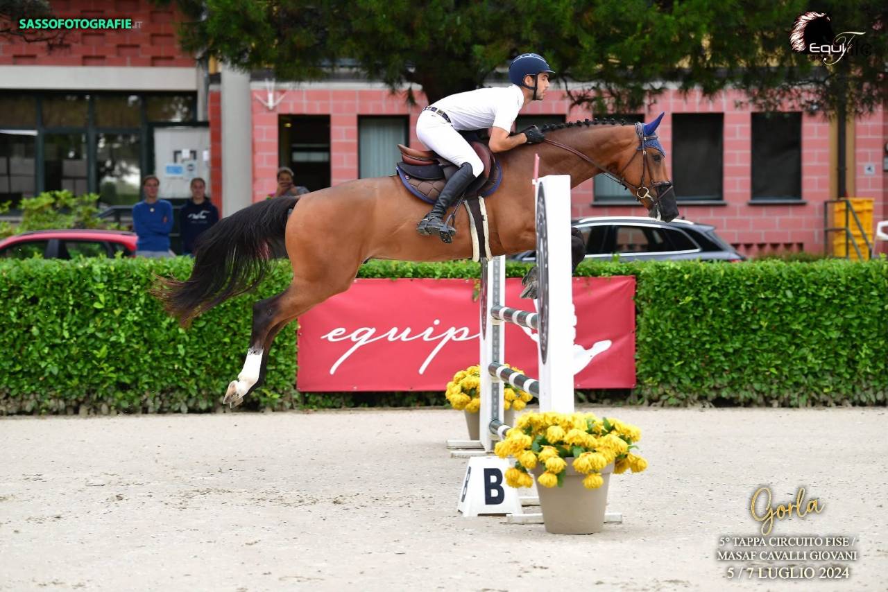 Gelding Zangersheide For sale 2020 Bay
