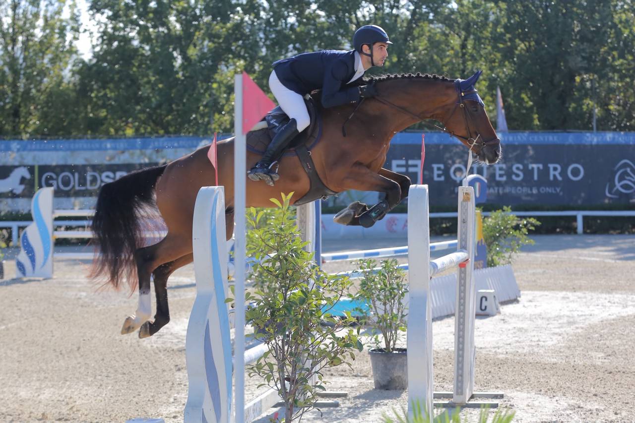 Gelding Zangersheide For sale 2020 Bay