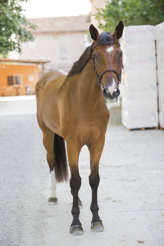 Gelding Zangersheide For sale 2020 Bay