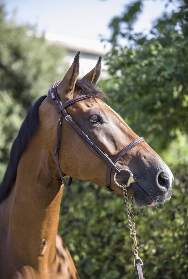 Gelding Zangersheide For sale 2020 Bay