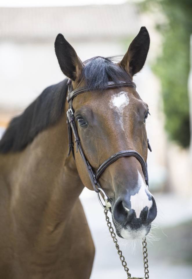 Gelding Zangersheide For sale 2020 Bay
