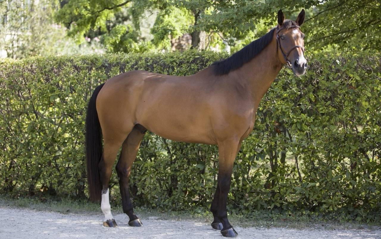 Gelding Zangersheide For sale 2020 Bay
