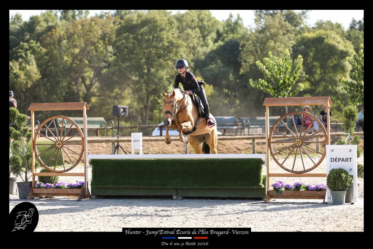 Gelding French Saddle Pony For sale 2020 Palomino