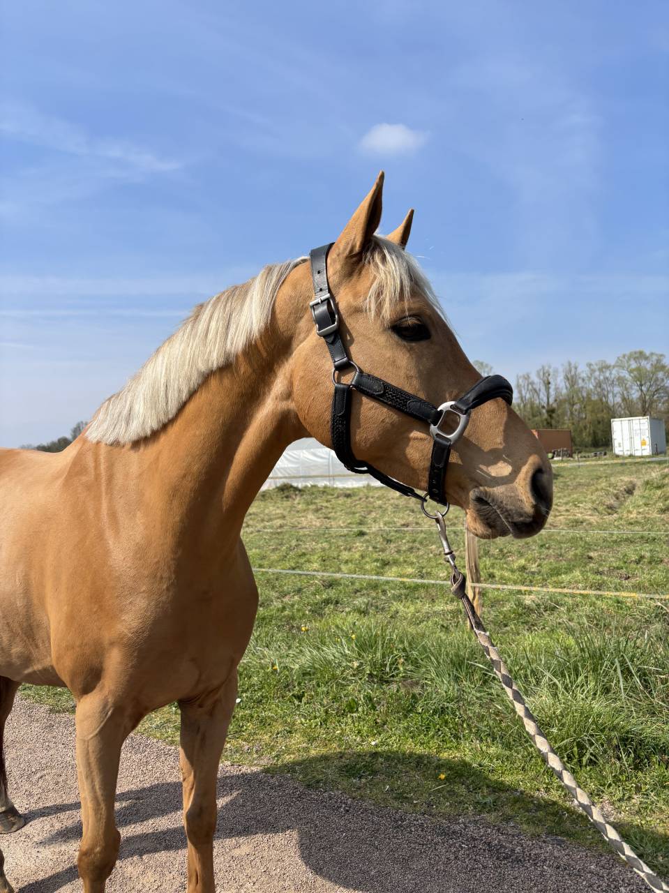Gelding French Saddle Pony For sale 2020 Palomino