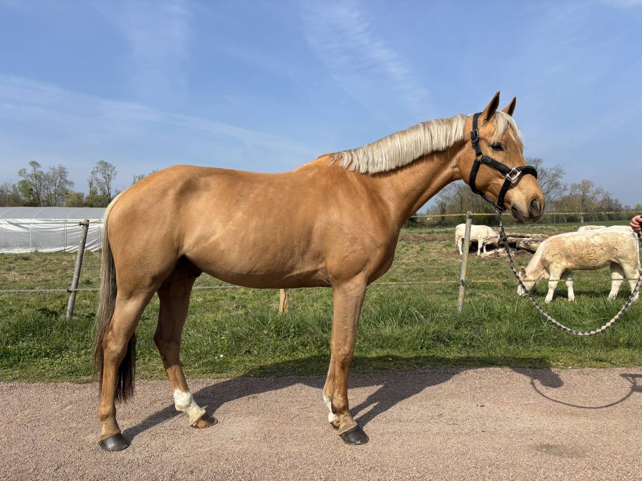 Gelding French Saddle Pony For sale 2020 Palomino