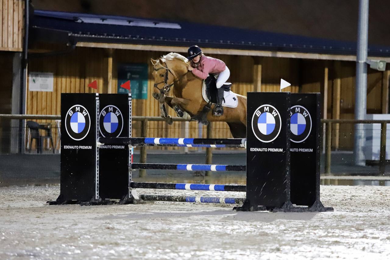 Gelding French Saddle Pony For sale 2020 Palomino