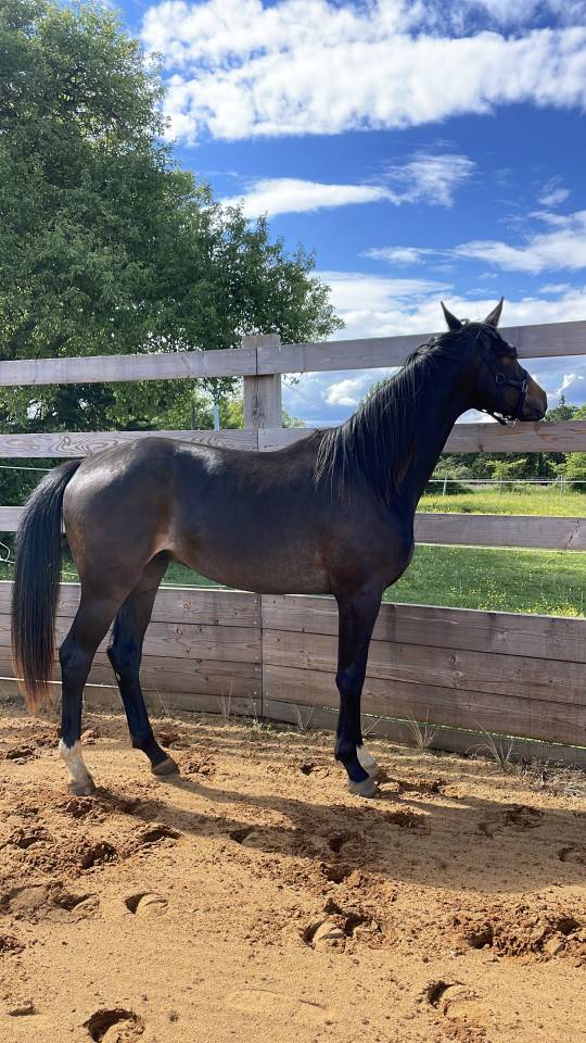 Gelding Selle Fran&ccedil;ais For sale 2024 Dark Bay