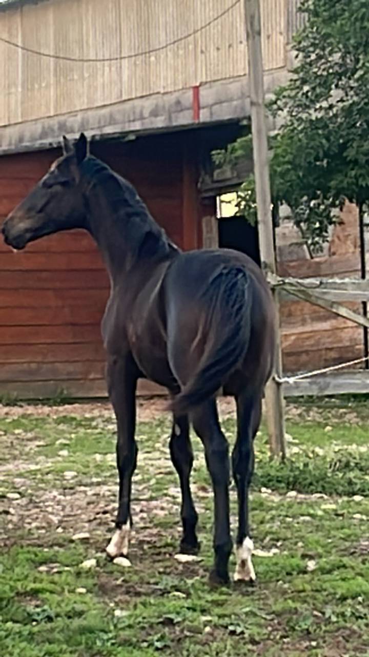 Gelding Selle Fran&ccedil;ais For sale 2024 Dark Bay