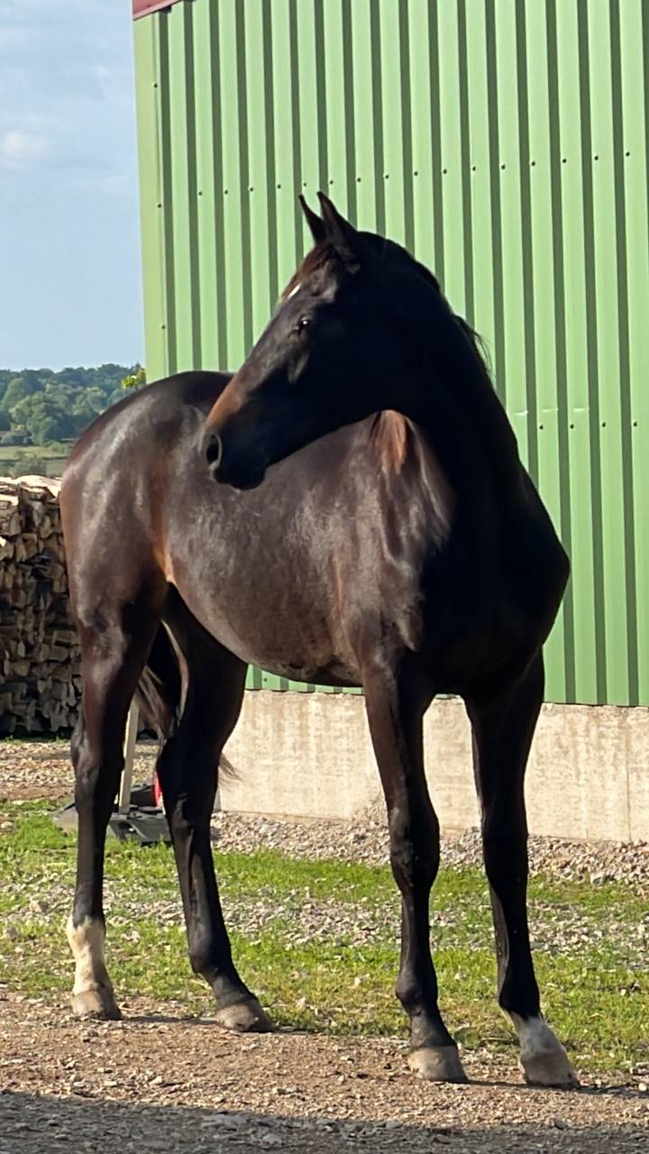 Gelding Selle Fran&ccedil;ais For sale 2024 Dark Bay