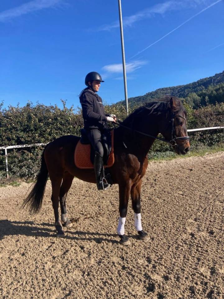 Gelding KWPN Dutch Warmblood For sale 2015 Bay