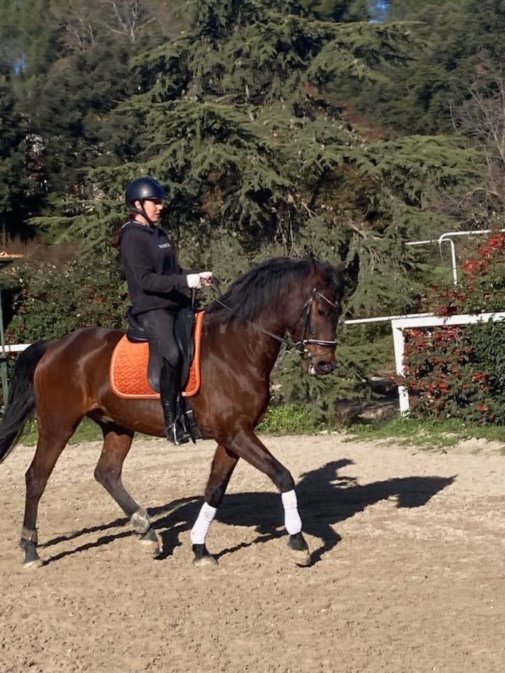 Gelding KWPN Dutch Warmblood For sale 2015 Bay