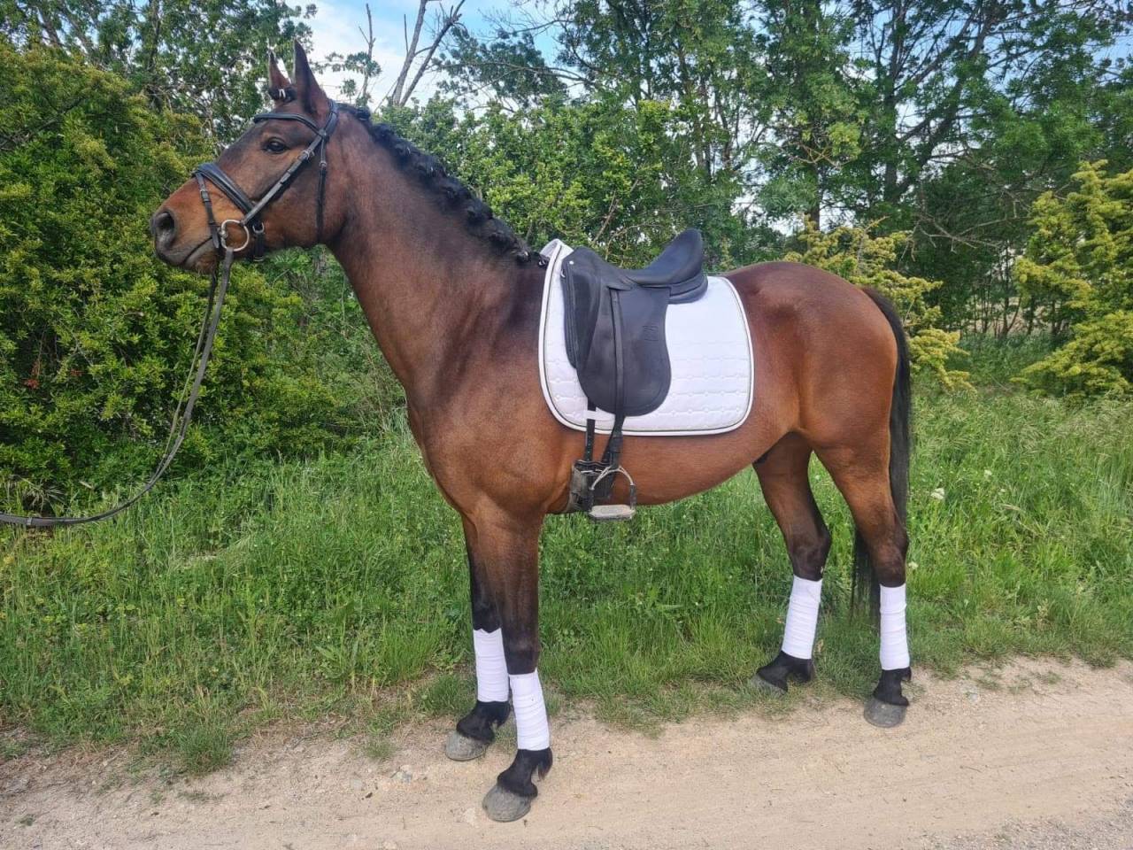 Gelding KWPN Dutch Warmblood For sale 2015 Bay