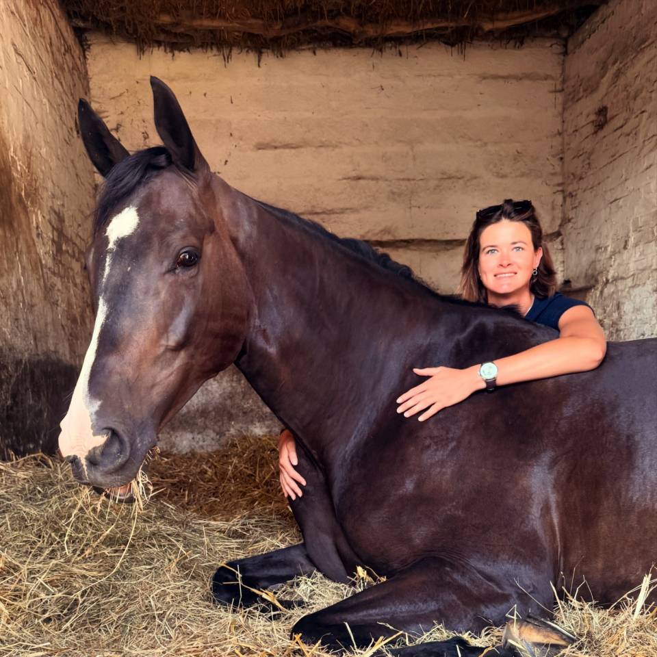 Gelding Selle Fran&ccedil;ais For sale 2019 Dark Bay
