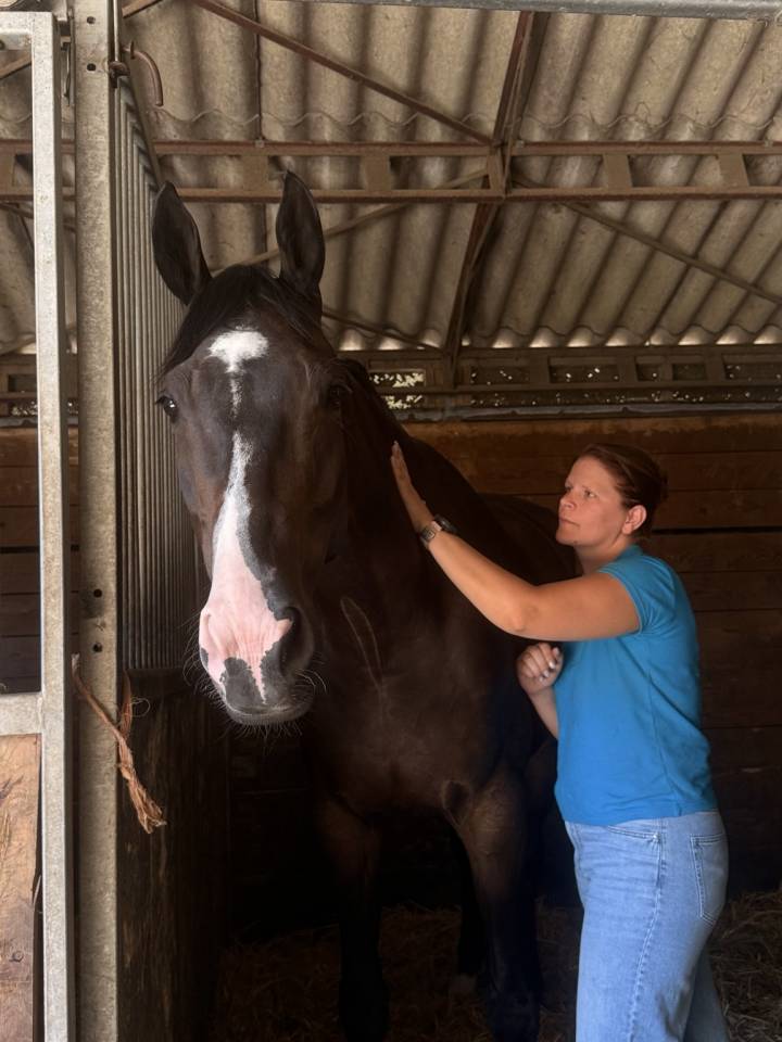 Gelding Selle Fran&ccedil;ais For sale 2019 Dark Bay