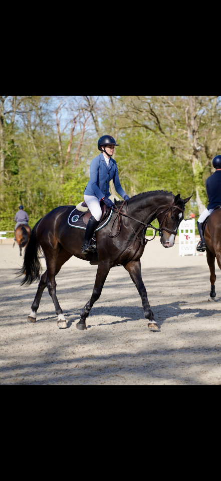 Gelding Selle Fran&ccedil;ais For sale 2019 Dark Bay