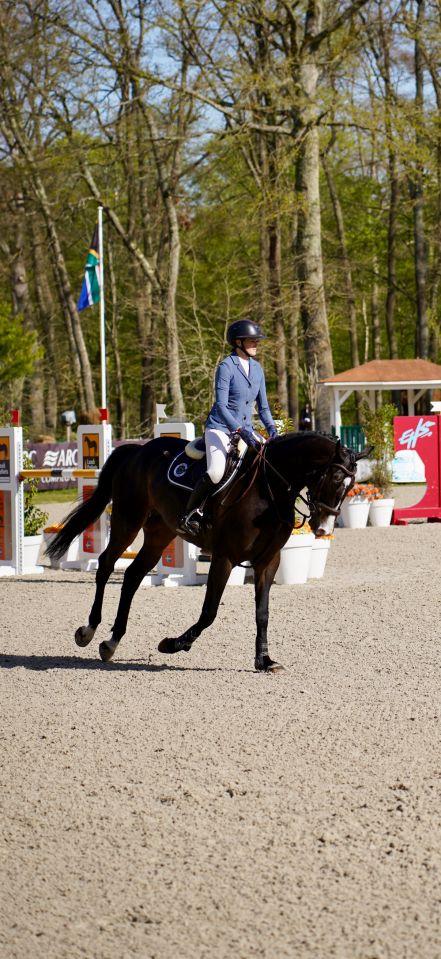 Gelding Selle Fran&ccedil;ais For sale 2019 Dark Bay