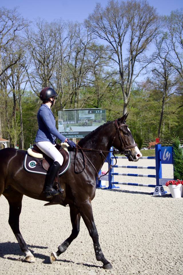 Gelding Selle Fran&ccedil;ais For sale 2019 Dark Bay