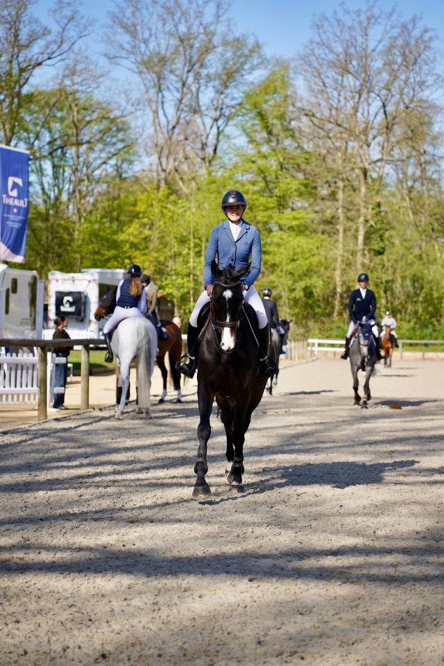 Gelding Selle Fran&ccedil;ais For sale 2019 Dark Bay