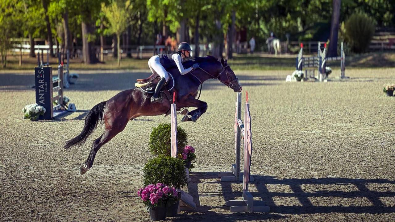 Gelding Selle Fran&ccedil;ais For sale 2019 Dark Bay