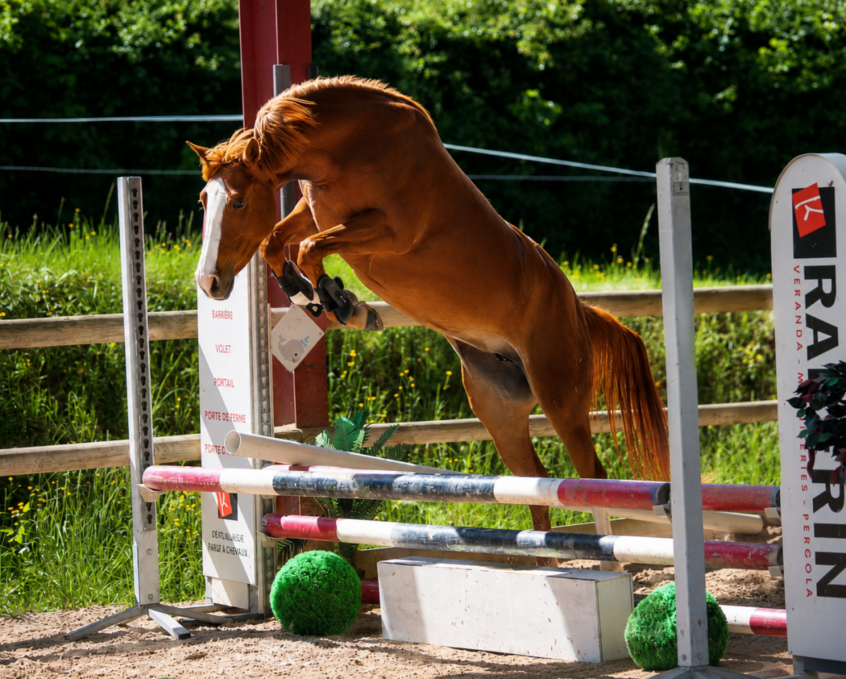 Mare Other Pony Breed For sale 2022 Chesnut