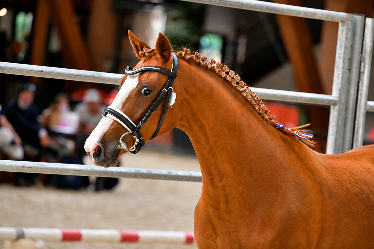 Mare Other Pony Breed For sale 2022 Chesnut