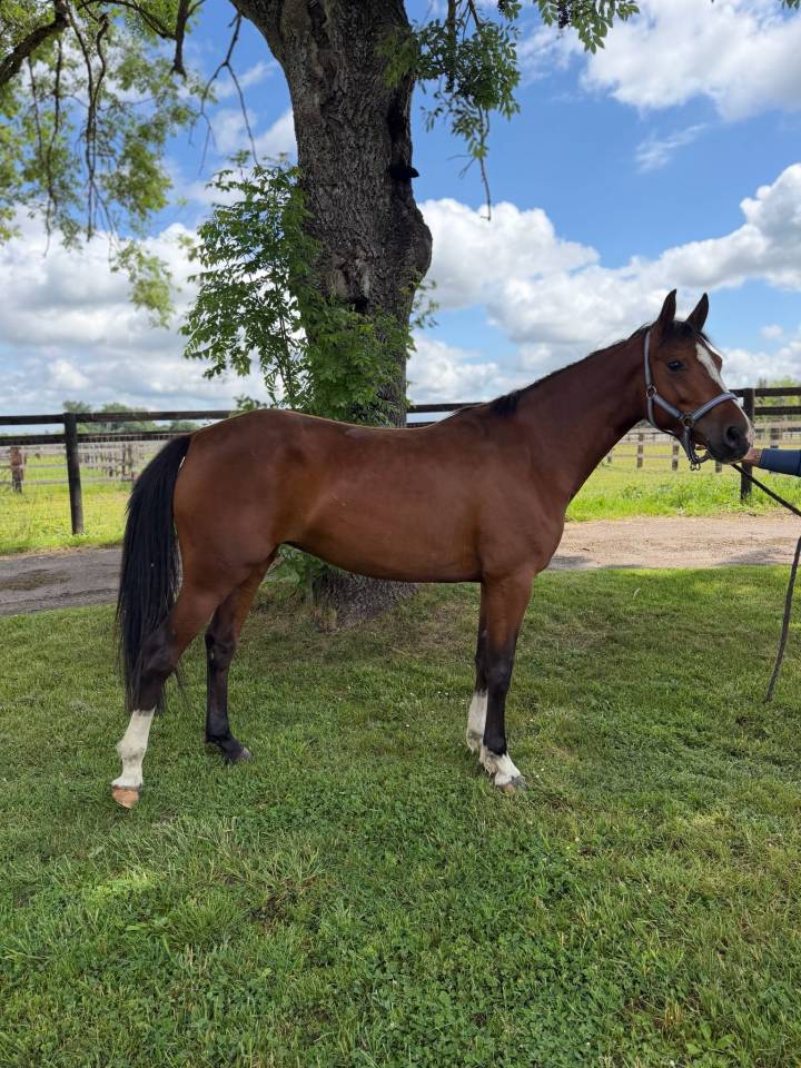Mare French Saddle Pony For sale 2021 Bay