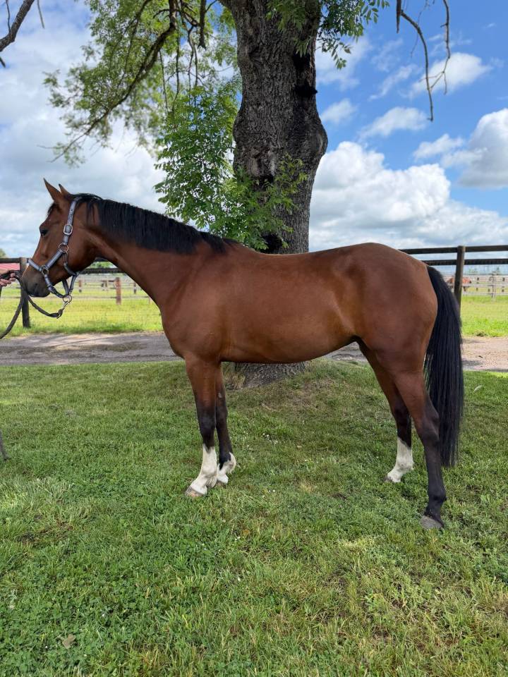 Mare French Saddle Pony For sale 2021 Bay