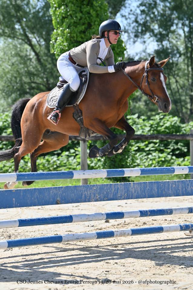 Mare French Saddle Pony For sale 2021 Bay