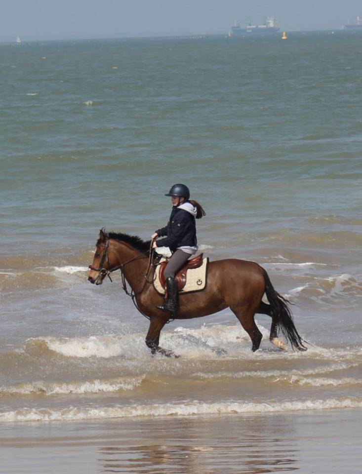 Mare French Saddle Pony For sale 2015 Bay