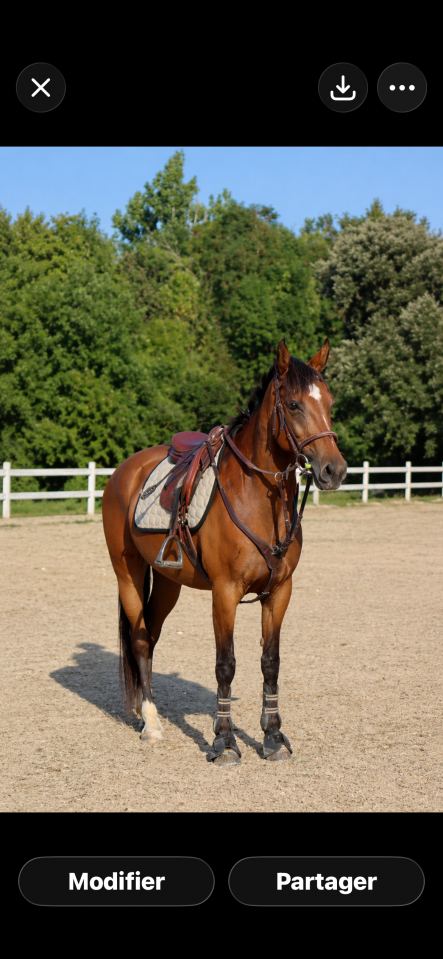 Mare French Saddle Pony For sale 2015 Bay