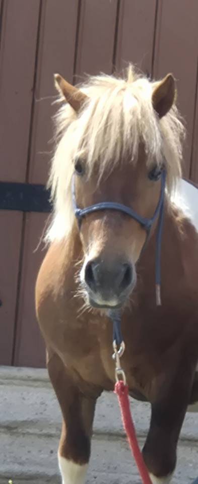 Gelding No Origin Recorded For sale 2014 Coloured