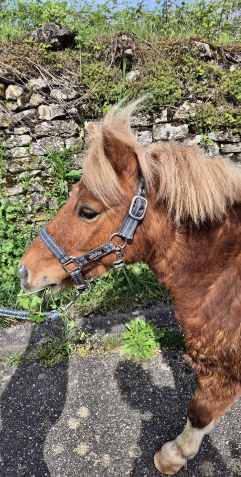 Gelding No Origin Recorded For sale 2014 Coloured
