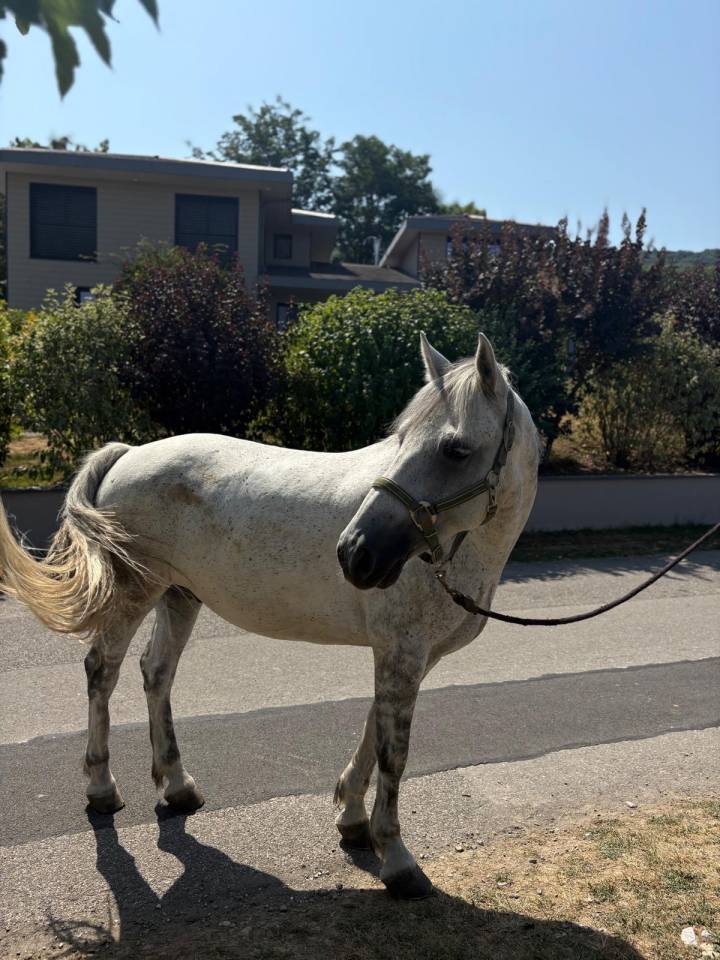 Gelding Connemara For sale 2019 Grey
