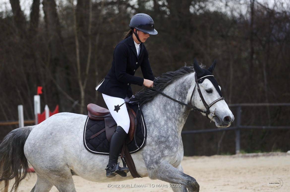 Gelding Connemara For sale 2019 Grey